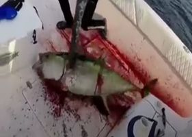 Fishermen rip the heart out of a big fish and leave it agonizing in pain until it dies Photo 0001