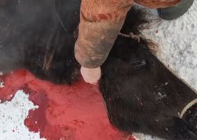Poor animal being beheaded and having its blood drained Photo 0001