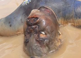 A bloated body in an advanced state of putrefaction is found floating in a river in Brazil Photo 0001