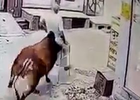 Terrible incident, bull attacks elderly woman Photo 0001