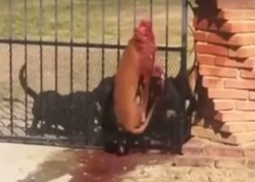 Three pit bulls maul a stray dog through a fence Photo 0001
