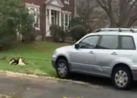 Dude drove over woman several times in New Jersey Photo 0001