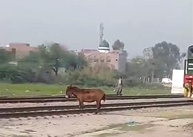 Train hits horse on railway Photo 0001