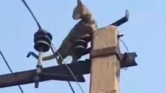 Animal Warning Cat electrocuted on the electric pole Photo 0001 Video Thumb
