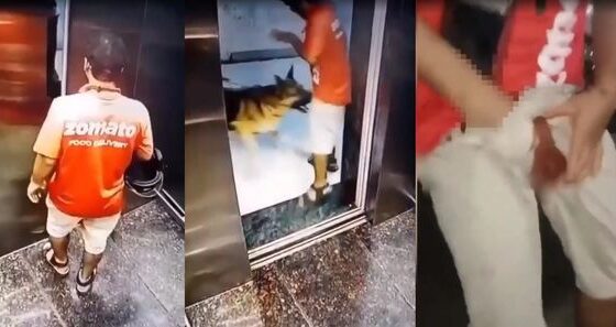 Delivery driver gets his balls penetrated while exiting an elevator by a german shepherd in India Photo 0001 Video Thumb