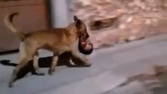 Dog walking down the street carrying someones head in its mouth Photo 0001 Video Thumb