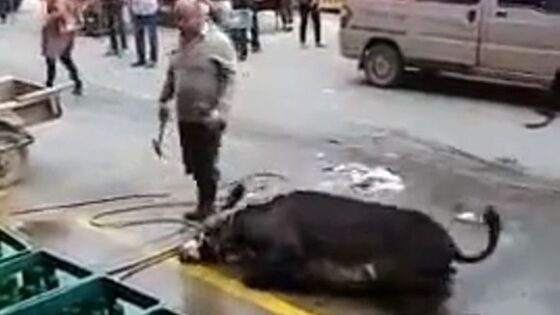 Donkey murdered in China Photo 0001 Video Thumb