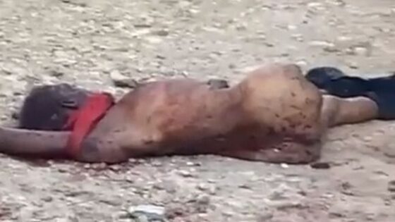 Elderly lady mauled to death by pack of dogs Photo 0001 Video Thumb