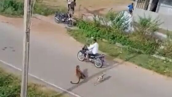 Lost tiger attacking people in village Photo 0001 Video Thumb