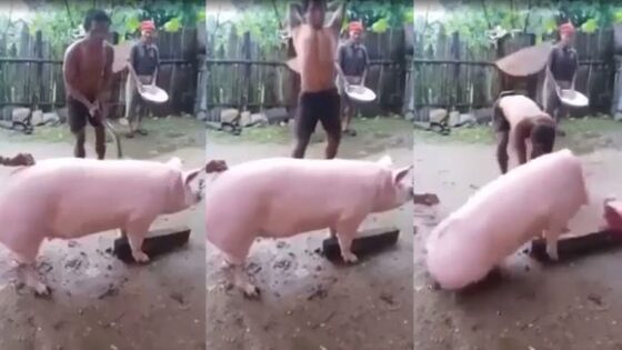 Perfect pig beheading Photo 0001 Video Thumb
