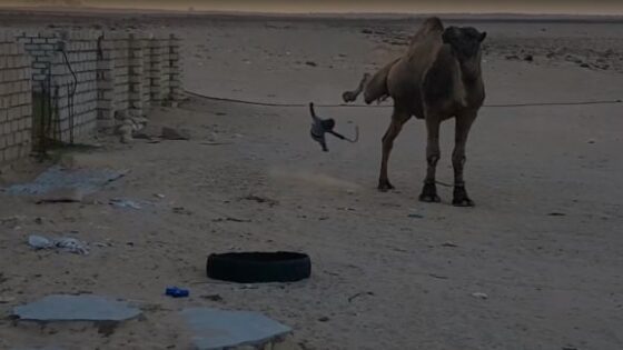 Child warning toddler kicked by camel in libya Photo 0001 Video Thumb