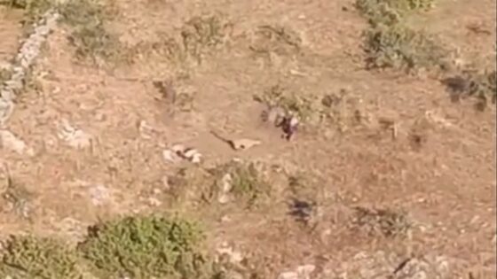 Leopard attack three people in uttarakhan Photo 0001 Video Thumb