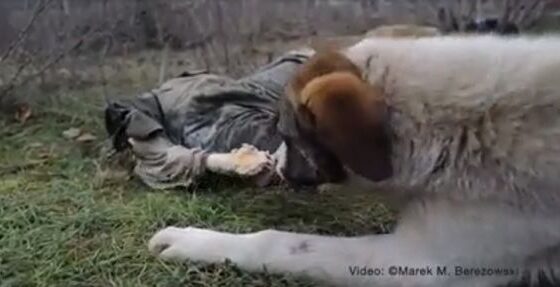 Dog eats a russian soldier Photo 0001 Video Thumb
