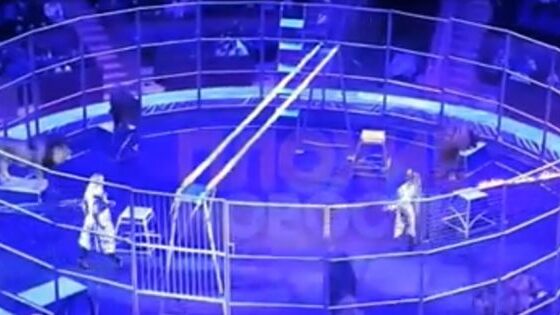 Horrifying moment lion leaps on to russian circus performer Photo 0001 Video Thumb