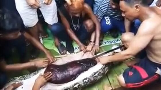 Indonesian woman swallowed whole by 23foot python Photo 0001 Video Thumb