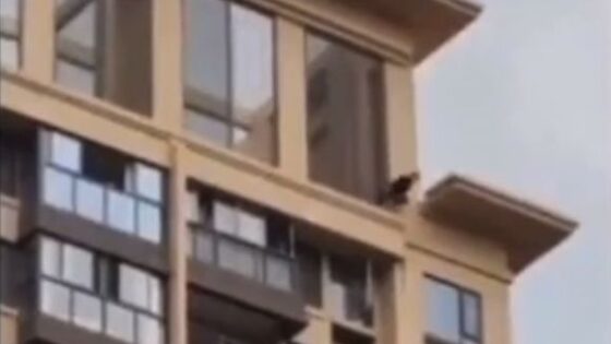 Woman jumps to her death from the top of an extremely tall building Photo 0001 Video Thumb