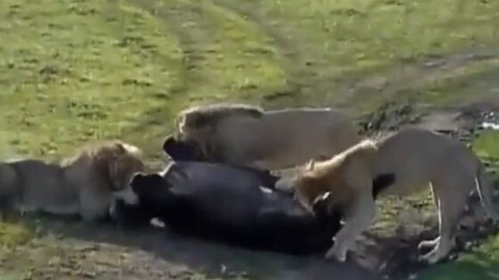 A lion bites off a wildebeests sausage and beans Photo 0001 Video Thumb