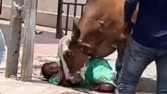 Angry cow attacks woman in the middle of the street while people try to stop her Photo 0001 Video Thumb