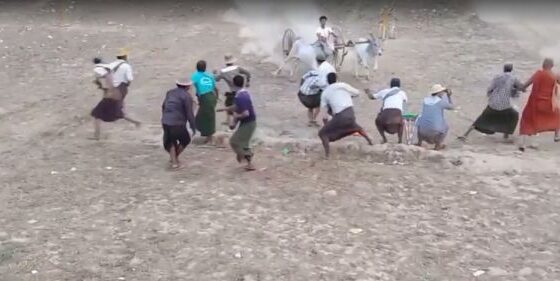 Bullock cart race in myanmar burma Photo 0001 Video Thumb