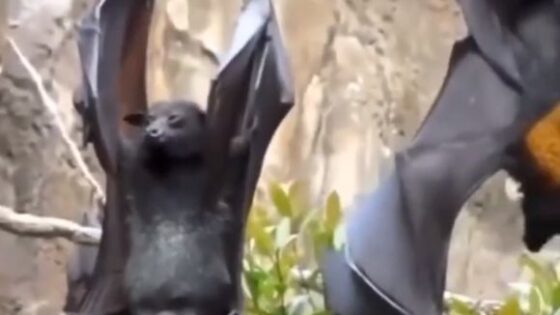 Ladies did you know bats pee like men Photo 0001 Video Thumb