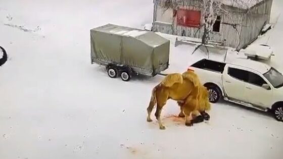 Man is attacked by camel and every attack is caught on camera Photo 0001 Video Thumb