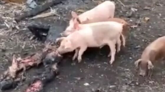 Pigs eating the bodies of soldiers killed in the russiaukraine war Photo 0001 Video Thumb