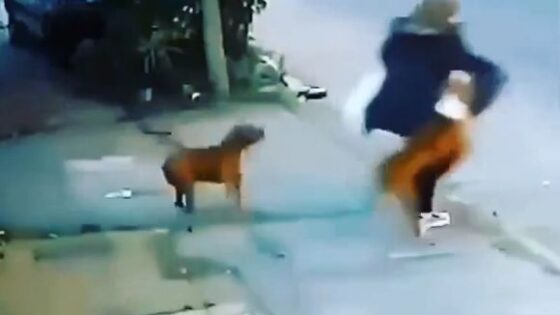 Woman attacked by two dogs while walking down the street Photo 0001 Video Thumb