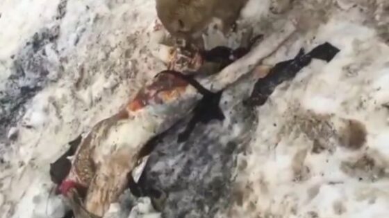 Dog eating womans body frozen and rotting in the snow Photo 0001 Video Thumb