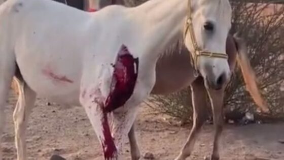 White horse severely bleeding from leg wound Photo 0001 Video Thumb