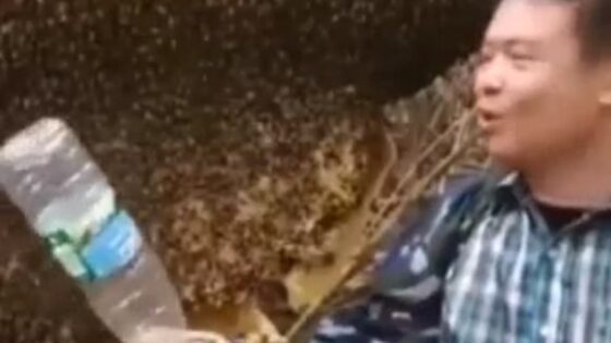Man plays with bees and ends up stung Photo 0001 Video Thumb