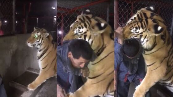 Shirt saves man neck from tiger Photo 0001 Video Thumb