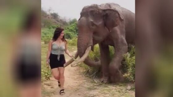 The elephant did not like the woman Photo 0001 Video Thumb