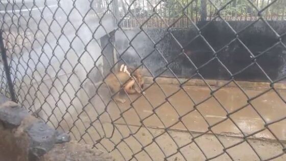 Two lions shot and killed after mauling suicidal unclothed man in santiago metropolitan zoo chile Photo 0001 Video Thumb