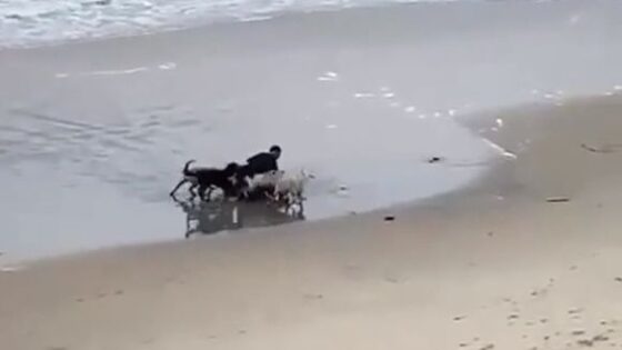 Man being brutally attacked by dogs on the beach Photo 0001 Video Thumb