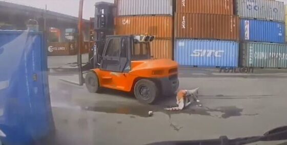 Oblivious chinaman gets crushed by forklift – fresh today Photo 0001 Video Thumb