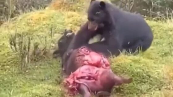 Animal warning cow brutally ripped by sun bear Photo 0001 Video Thumb