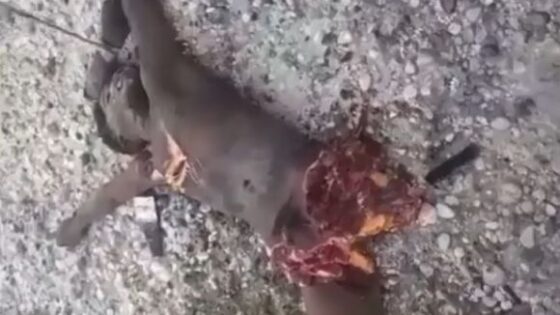 Black man torn to pieces in haiti Photo 0001 Video Thumb