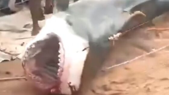 The capture of shark that killed the russian citizen Photo 0001 Video Thumb