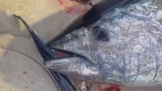 Tuna presumably being slaughtered after fishing with a device that pierces the brain through the skull Photo 0001 Video Thumb
