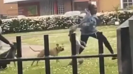 Woman attacked by three dogs in a park Photo 0001 Video Thumb