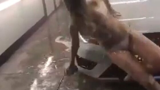 Car washer woman falls in a flirting action Photo 0001 Video Thumb