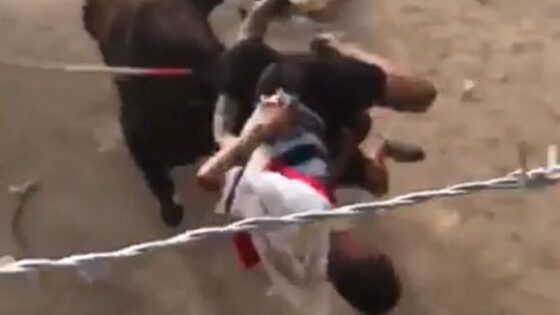 Man shoved by cow at festival Photo 0001 Video Thumb