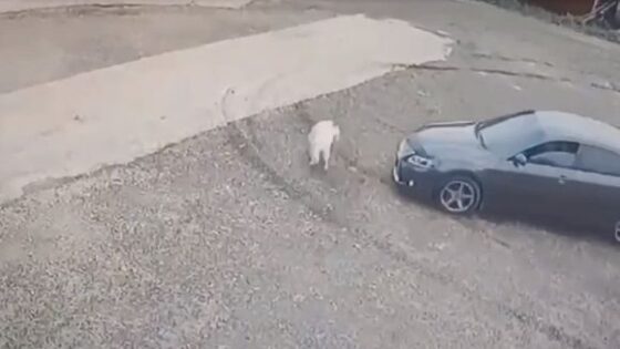 Animal alert man ran over dogs with his car Photo 0001 Video Thumb
