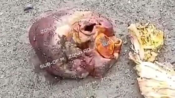 Human heart is found thrown on the ground in colombia in front of a cemetery Photo 0001 Video Thumb