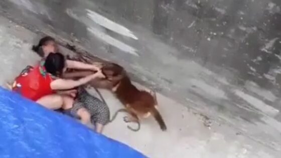 Elderly woman being brutally attacked by pitbull in some asian country Photo 0001 Video Thumb