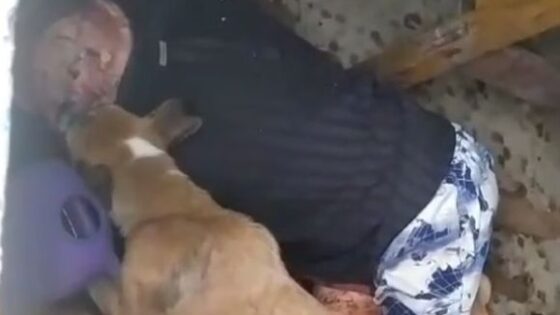 Dog caught eating the skull of the owner he probably killed in brazil Photo 0001 Video Thumb
