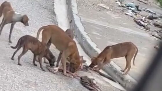 Dogs eating the rotting decomposing body of a haitian man killed in the street Photo 0001 Video Thumb