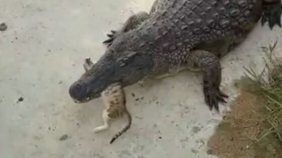 Dont eat cute pets you ugly croc fat ugly croc eating a cat Photo 0001 Video Thumb
