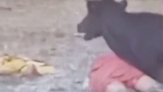 Ecuadorian is brutally attacked by a bull and is left almost dead on the ground Photo 0001 Video Thumb