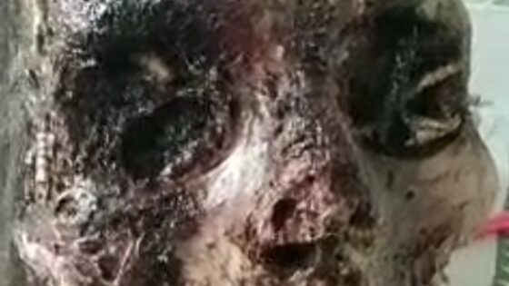 Rotten skull of some dead decomposing woman Photo 0001 Video Thumb
